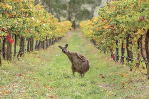 Curious Kangaroo in the Coonawarra